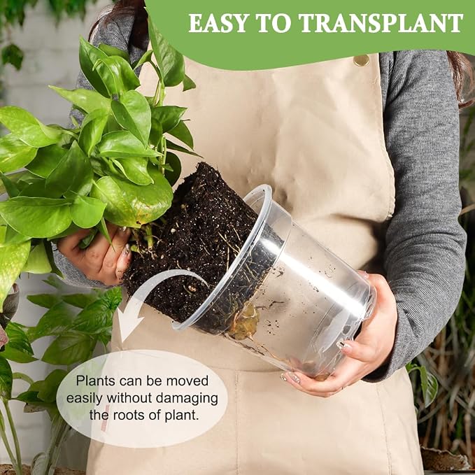 60 Pack 6 Inch Clear Nursery Pots - Image 5