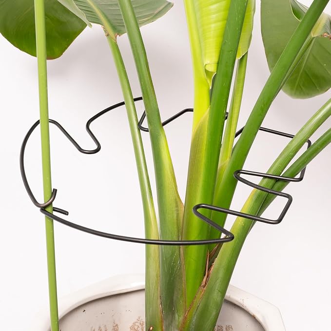 5PCS Monstera Plant Stem Support by Yohsnor