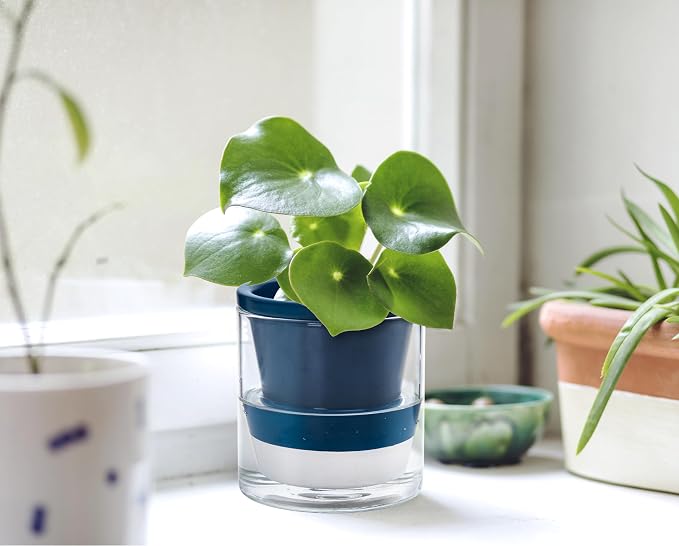 D'vine Dev 4 Inch Design Self Watering Planter - Image 7