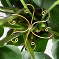 6.5IN Monstera Plant Support Hook 5PCS Durable Stem Stabilizer by Yohsnor