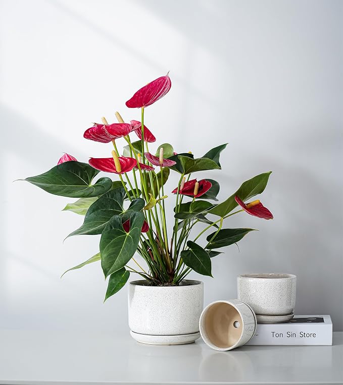 Ton Sin Plant Pots, 4.1+5.1+6.5 inch, Ceramic Planters - Image 5