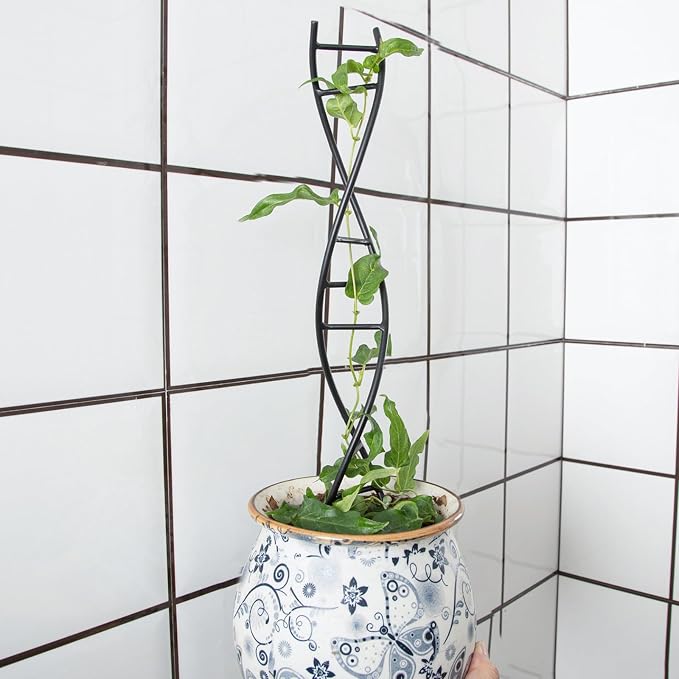 DNA Spiral Plant Trellis Indoor - Image 7