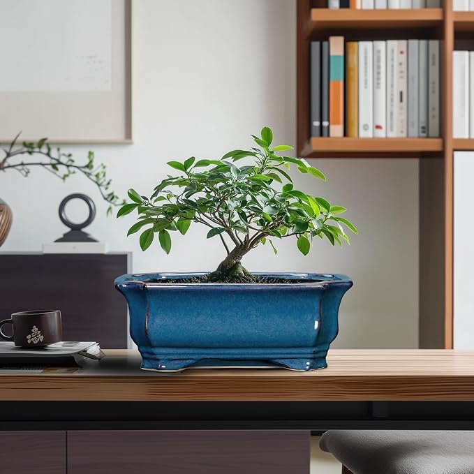 Bonsai Pots 11.6 Inch - Image 8