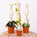 3PCS DNA Plant Trellis Indoor and Outdoor by Yohsnor