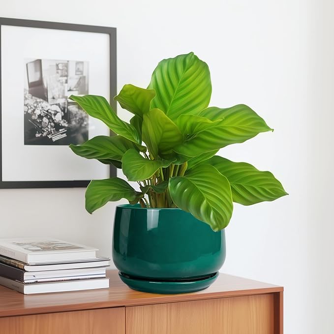 G EPGardening Ceramic Planter for Indoor Plants - Image 5