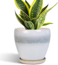 Ceramic Plant Pot by EPFamily