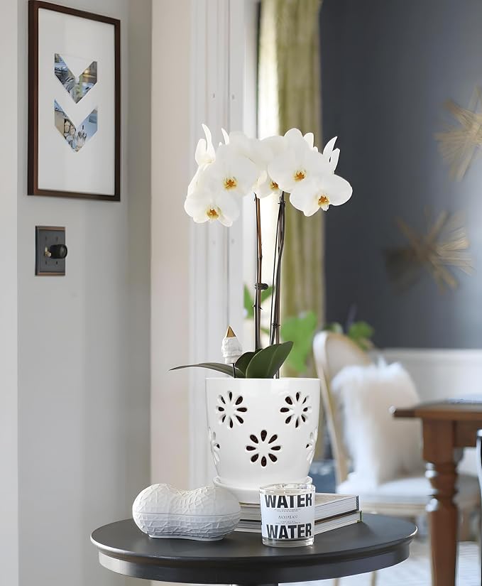 Oairse 6 inch Orchid Pots with Holes, Indoor Plant - Image 5