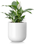vancasso 8 Inch Ceramic Plant Pots, Planters by vancasso