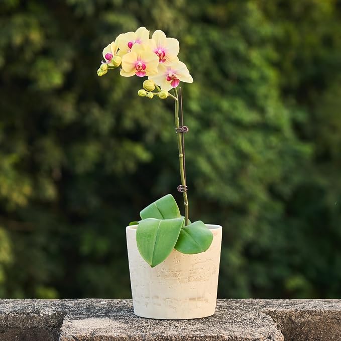 Ekirlin 7 Inch Natural Travertine Textures Plant Pot, Resin Outdoor Planter - Image 5