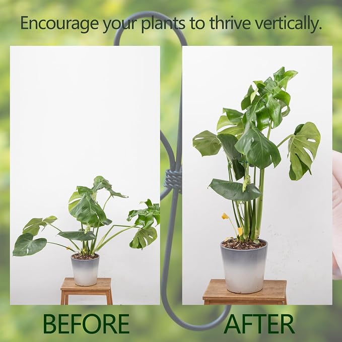 Monstera Plant Stem Support 5 Pcs - Image 3