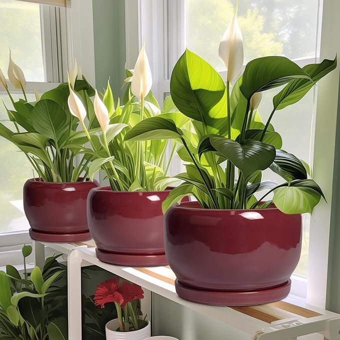 SQOWL Ceramic Planter - Image 6