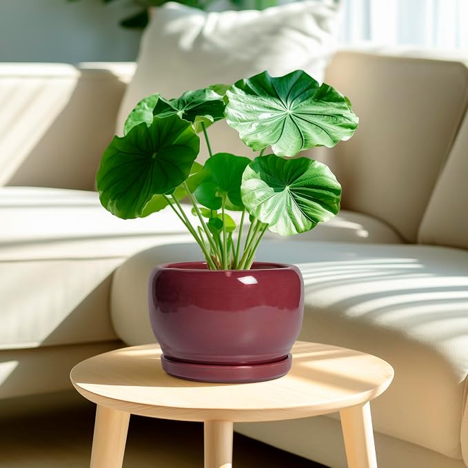 SQOWL Ceramic Planter - Image 2