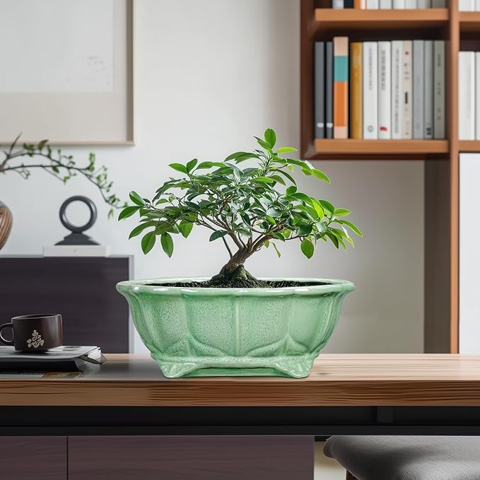 Bonsai Pots 11 Inch - Image 8