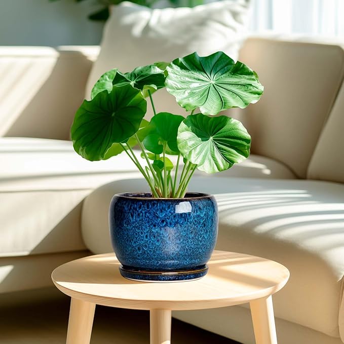 SQOWL Ceramic Planter 8 Inch - Image 2