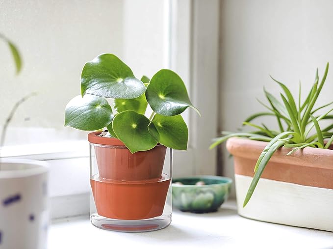 D'vine Dev 4 Inch Design Self Watering Pot - Image 6