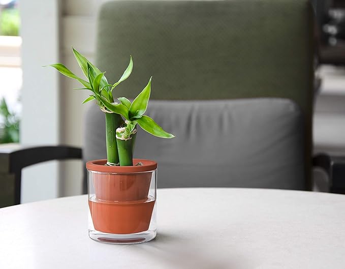 D'vine Dev 4 Inch Design Self Watering Pot - Image 2