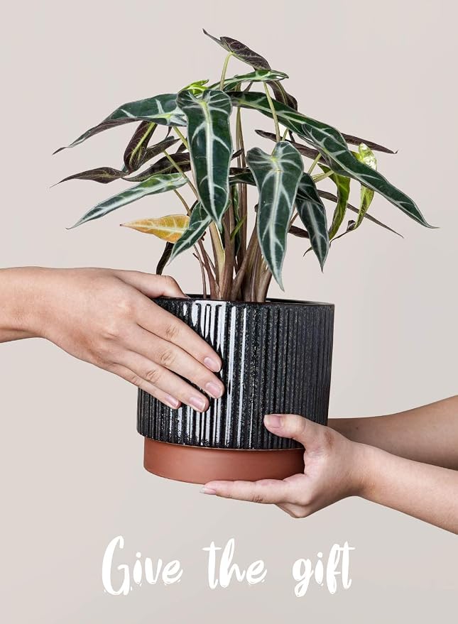 LE TAUCI Ceramic Plant Pots - Image 6