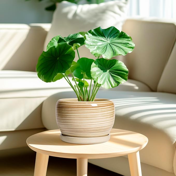 SQOWL Ceramic Planter- 8 Inch Plant Pot Indoor Outdoor, Round Planter - Image 2