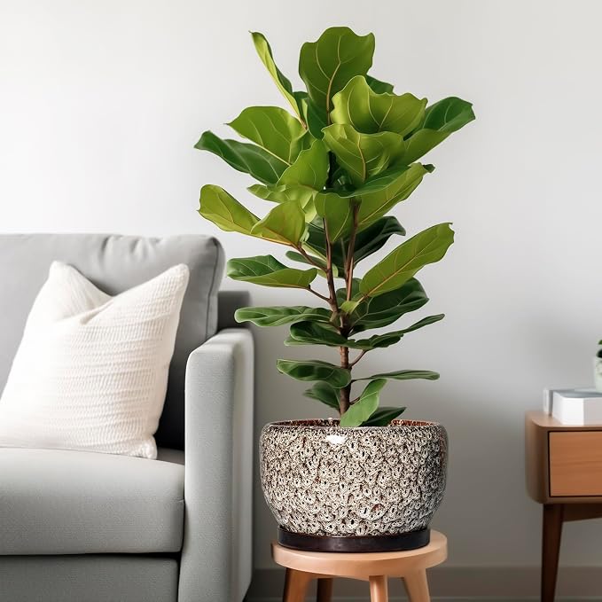 SQOWL Ceramic Plant Pots - Image 2