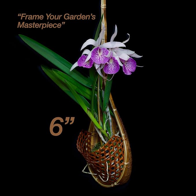 Handmade 100% Thai Bamboo 6 Inch Signature Super Sanctuary SIAM Orchid Hanging - Image 3