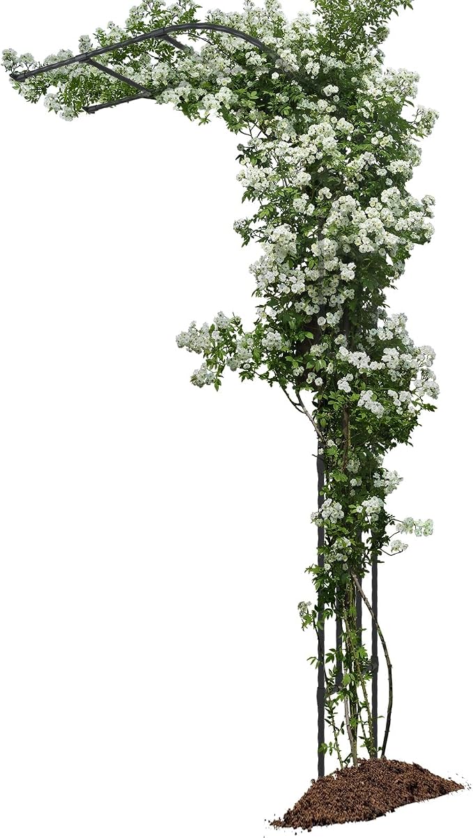Half Sided Arch Against The Wall Garden Arch Trellis by BUKLIYNHorticulturalProducts