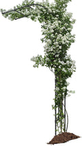 Half Sided Arch Against The Wall Garden Arch Trellis by BUKLIYNHorticulturalProducts