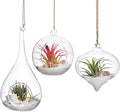 Mkono 3 Pack Glass Hanging Planter Air Fern Holder Terrarium Plants Hanger Vase by Mkono