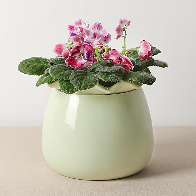 Self Watering Plant Pot, 6 Inch African Violet Pots Maintenance, Ceramic by FayoulasGarden