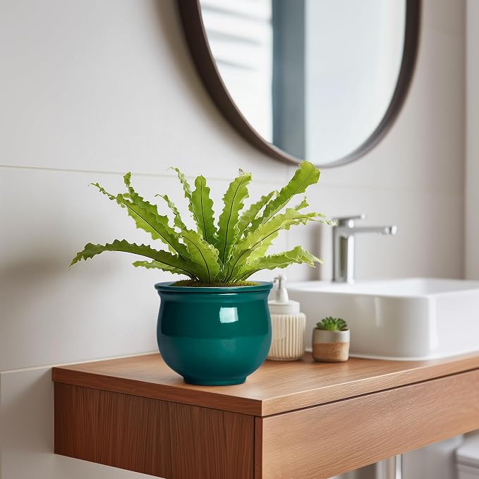 6 Inch Self Watering Plant Pots, Ceramic African Violet Pot - Image 5