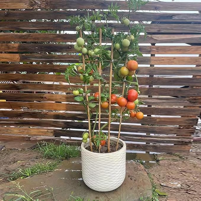 Natural Bamboo Trellis, Fan-Shaped Plant Support Trellis - Image 3