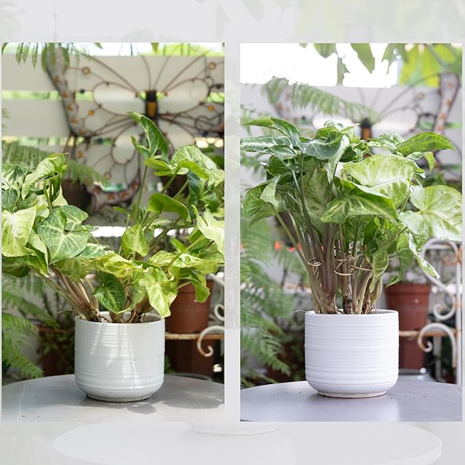 5PCS Monstera Plant Support System 4.1IN - Image 3