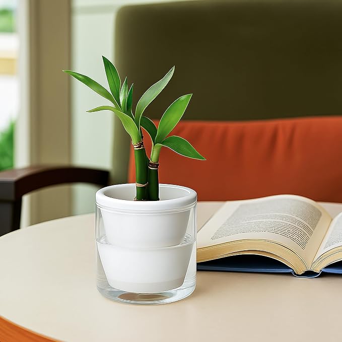 D'vine Dev 4 Inch Design Self Watering Planter - Image 7