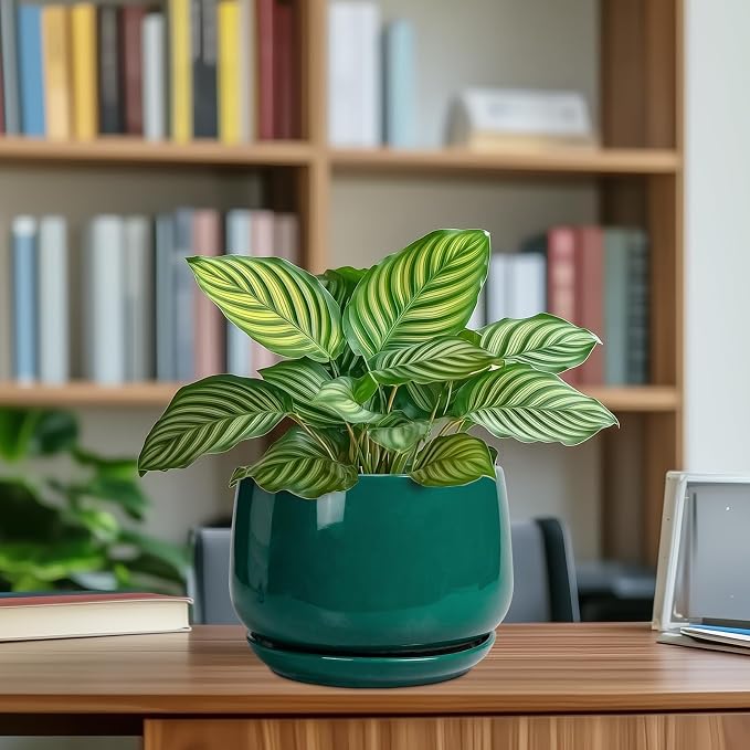 G EPGardening Ceramic Planter for Indoor Plants - Image 8