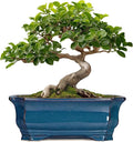 Bonsai Pots 11.6 Inch by Teagas