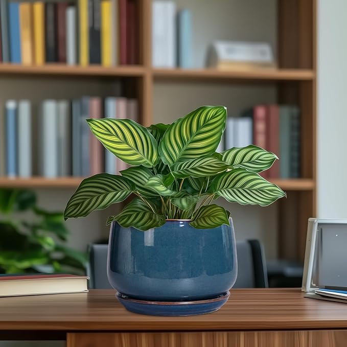 G EPGardening Ceramic Pot for Plants - Image 8