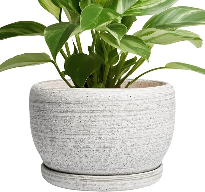 SQOWL Ceramic Plant Pots by SQOWL