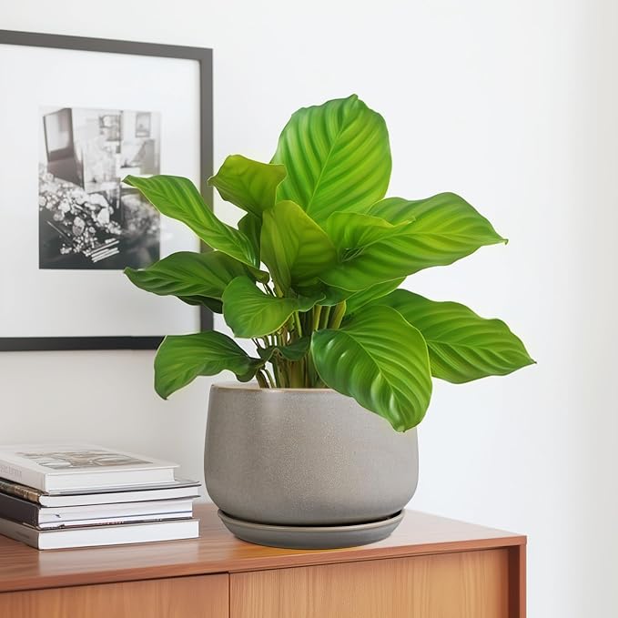 G EPGardening Ceramic Pots for Plants 7 Inch - Image 5