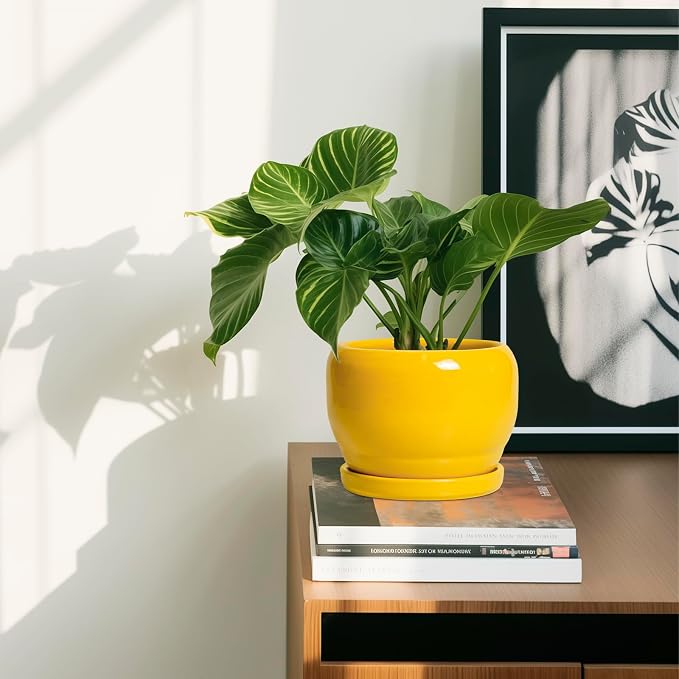 SQOWL 6 Inch Plant Pot - Image 6