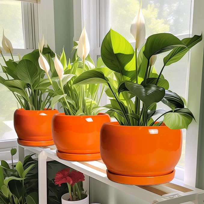 SQOWL Ceramic Planter - Image 6