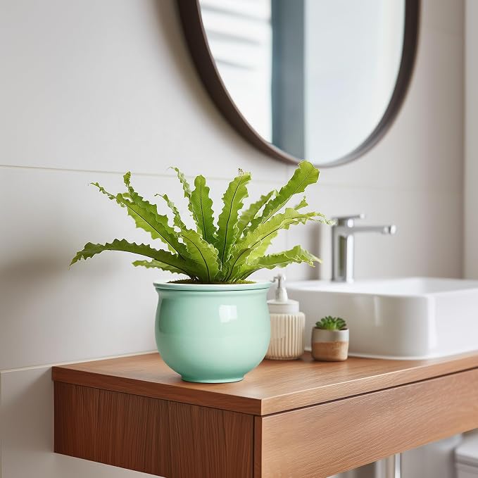 6 Inch African Violet Pots, Ceramic Self Watering Planter - Image 5
