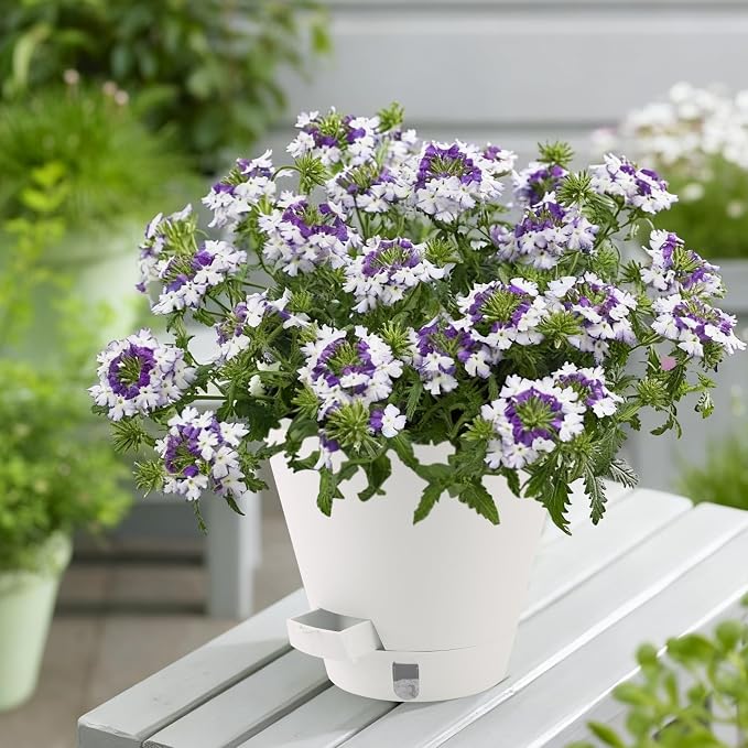 Self-Watering-Pots-for-Indoor-Plants, 8 Inch Flower Pots - Image 7