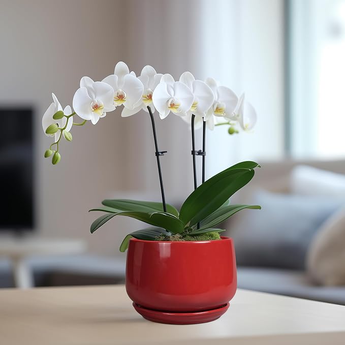G EPGardening Ceramic Pot for Plants - Image 5