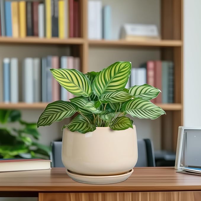 G EPGardening Ceramic Planter - Image 8