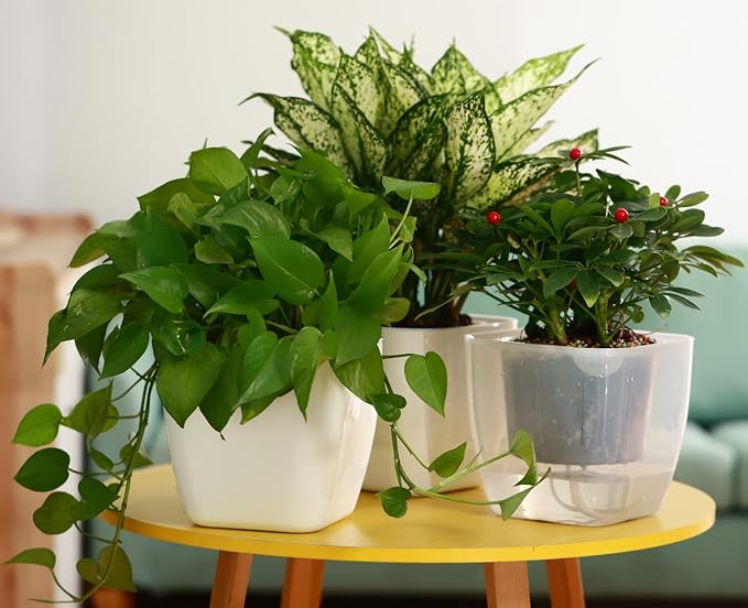 3-Pack Clear Self Watering Planters - Image 6