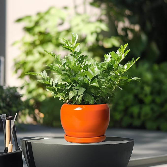 SQOWL Ceramic Plants Pots - Image 4