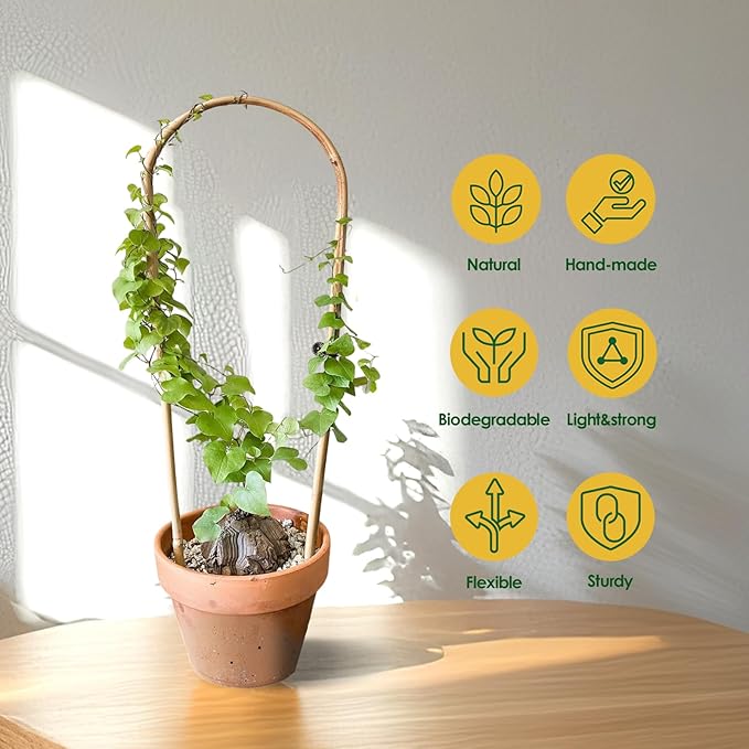 Indoor Plant Trellis for Climbing Plants 16in, 6 Pack Arch Bamboo Trellis for - Image 3