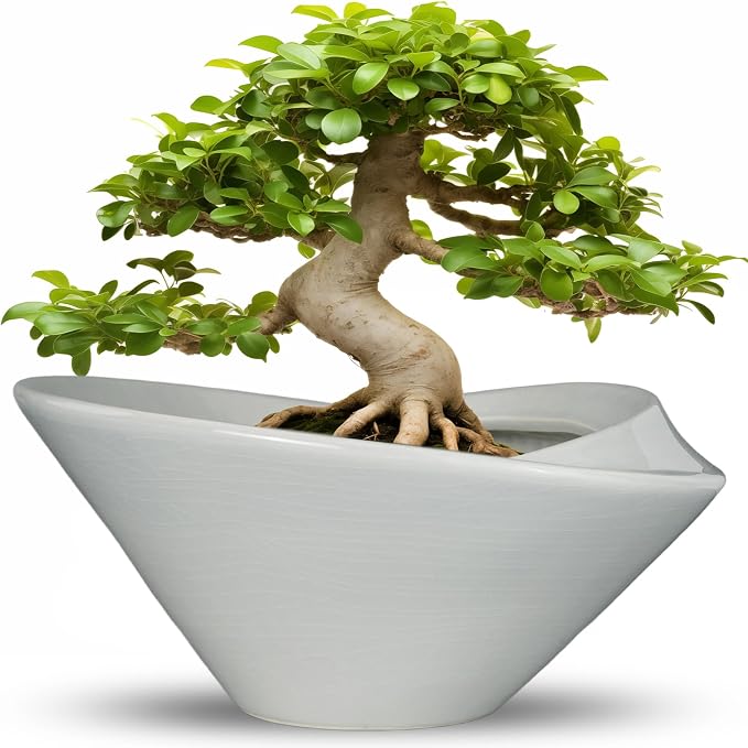 Bonsai Pots 13 Inch by Teagas