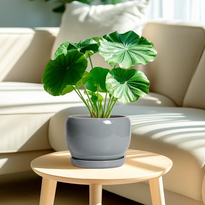 SQOWL Ceramic Pot for Plants - Image 2