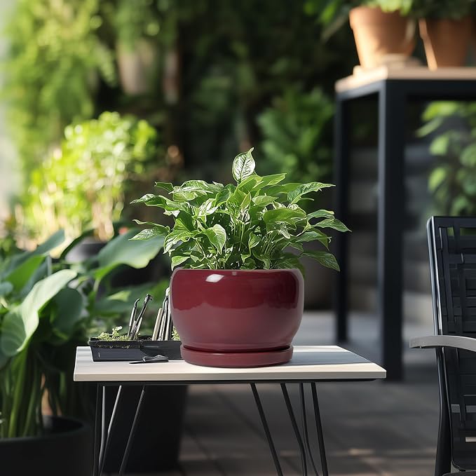 SQOWL Ceramic Planter - Image 5