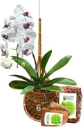 Handmade 100% Thai Bamboo 6 Inch Signature Super Sanctuary SIAM Orchid Hanging by Panwa